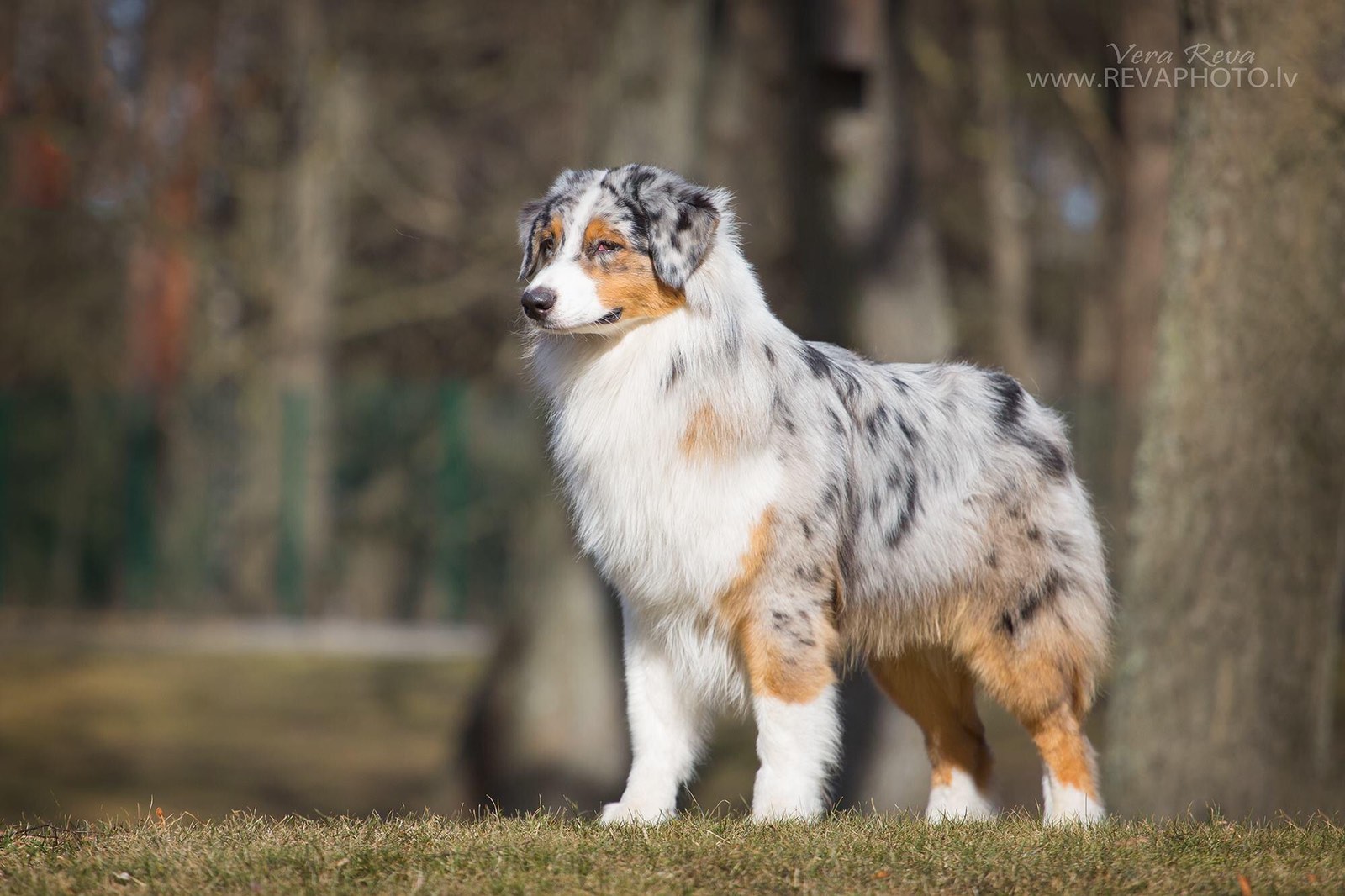 Nervous Break Down Dess Terres De Khairyca