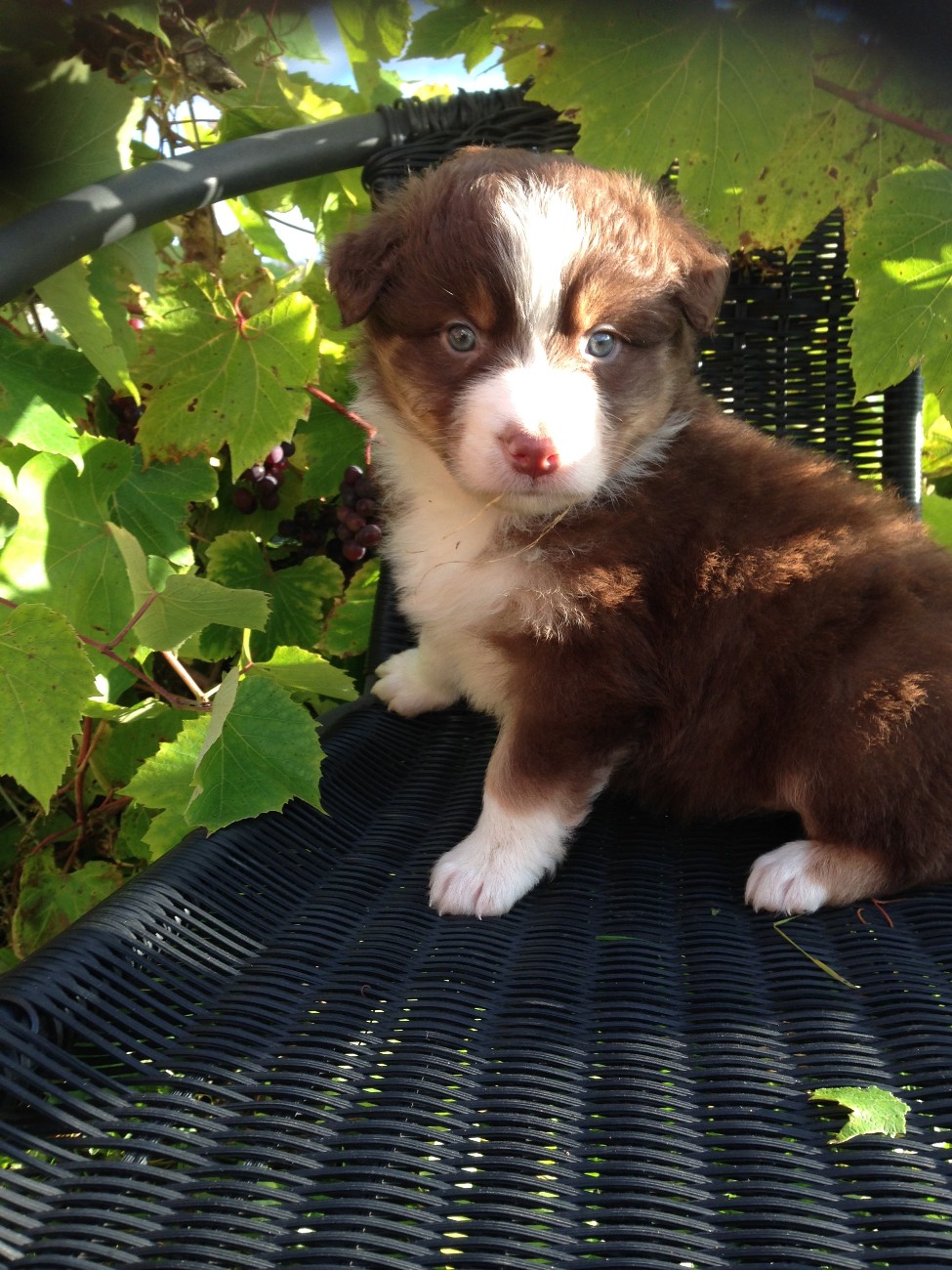 A Perfecto Circle Last Sensation red tricolor