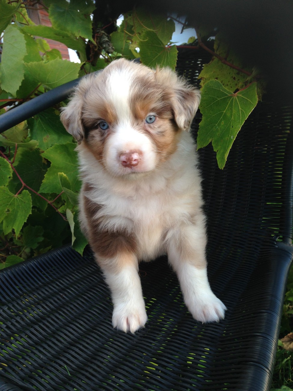 A Star of the Peaks Last Sensation red merle