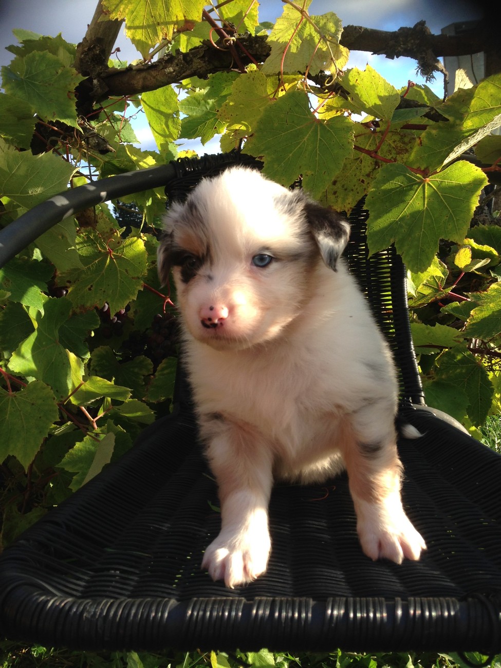 A Very Simple Secret Last Sensation blue merle