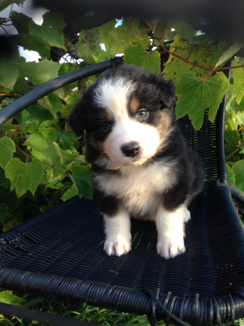 Absolute Allmighty Last Sensation black tricolor