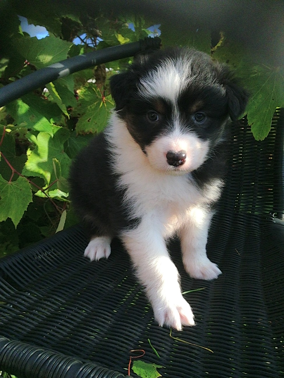 All i Dream is True Last Sensation Astrid