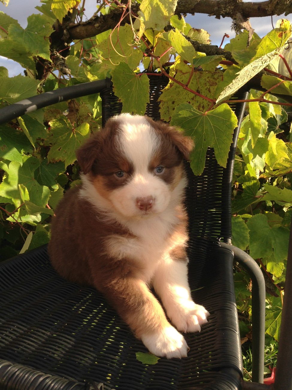 Alma the Red Star Last Sensation red tricolor