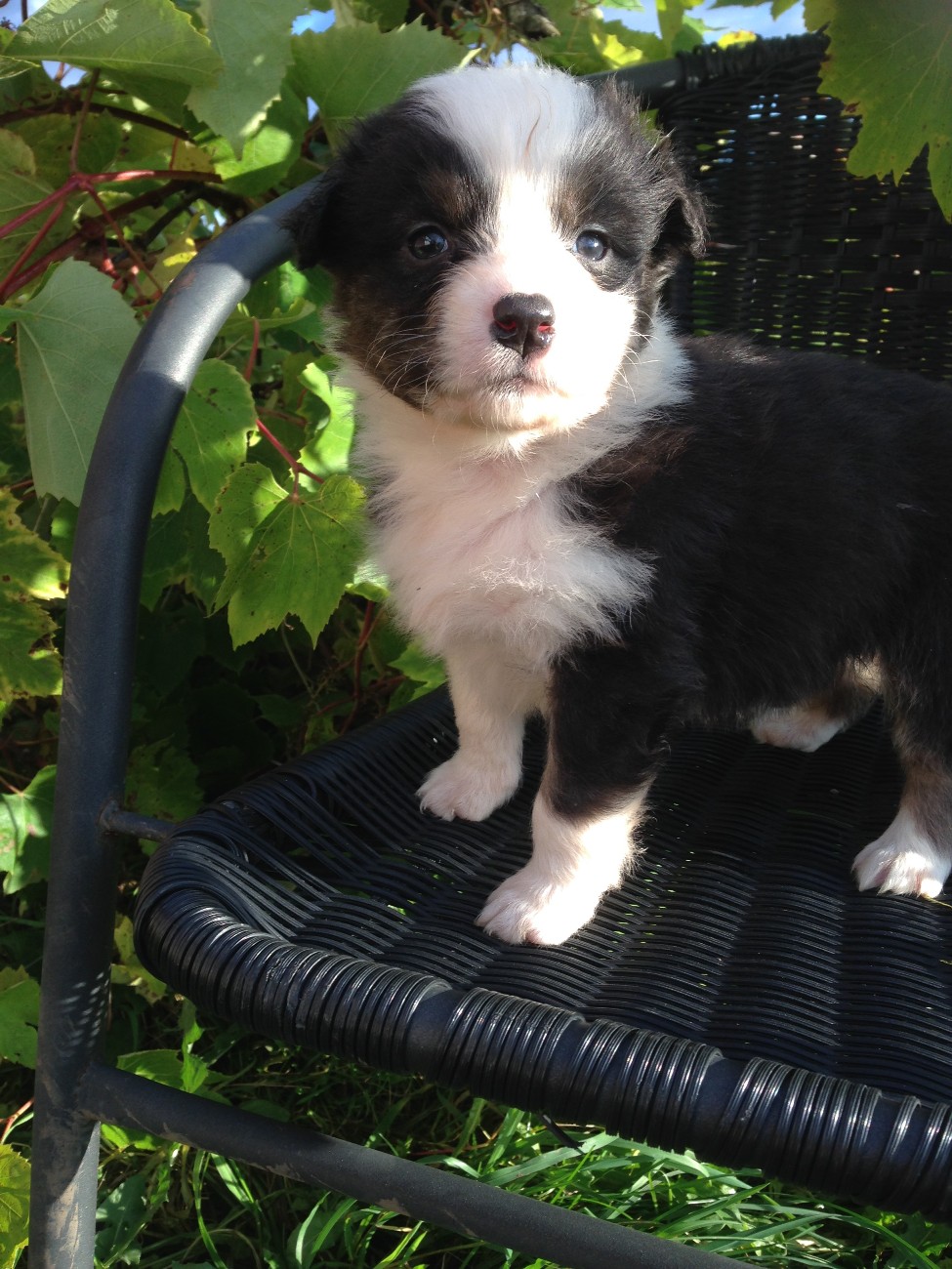 Angel from Heaven Last Sensation black tricolor