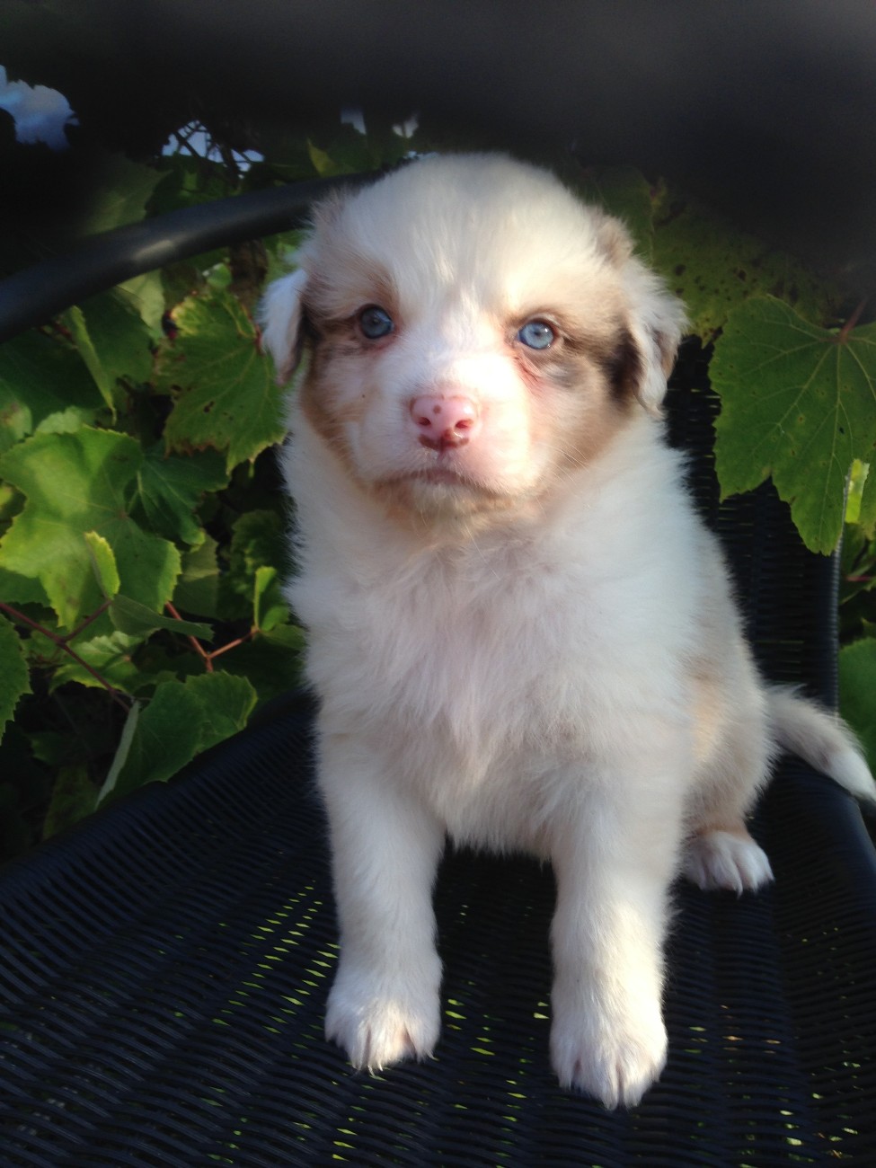 Another Way to Win Last Sensation red Merle