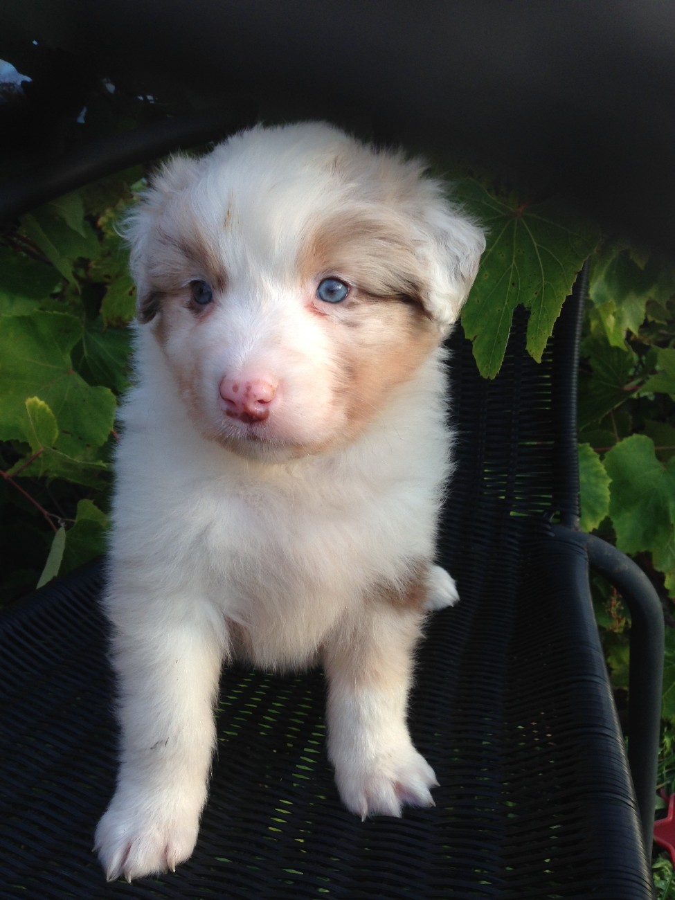 Arctic Glow of Snow Last Sensation red merle