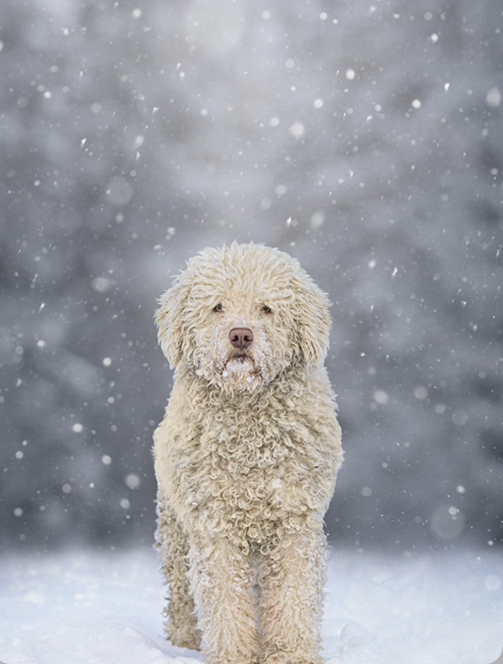 F5F27B72 7817 4FF7 BCAF 14131AEA843B