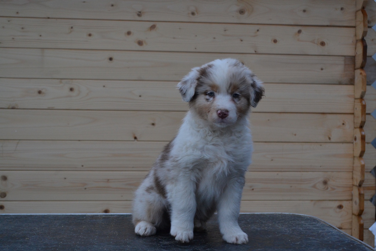 Beautiful Lady Last Sensation femalered merle live in Norway 