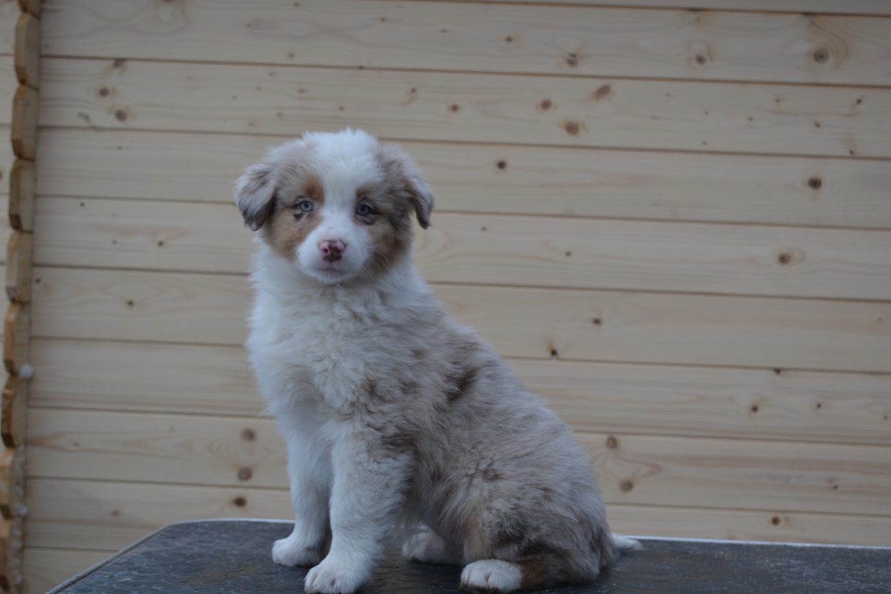 Bedtime Story Last Sensation femalered merle live in 