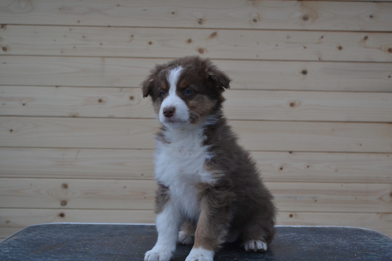 Believe in you Dream Last Sensation male red tricolorlive in Finland 