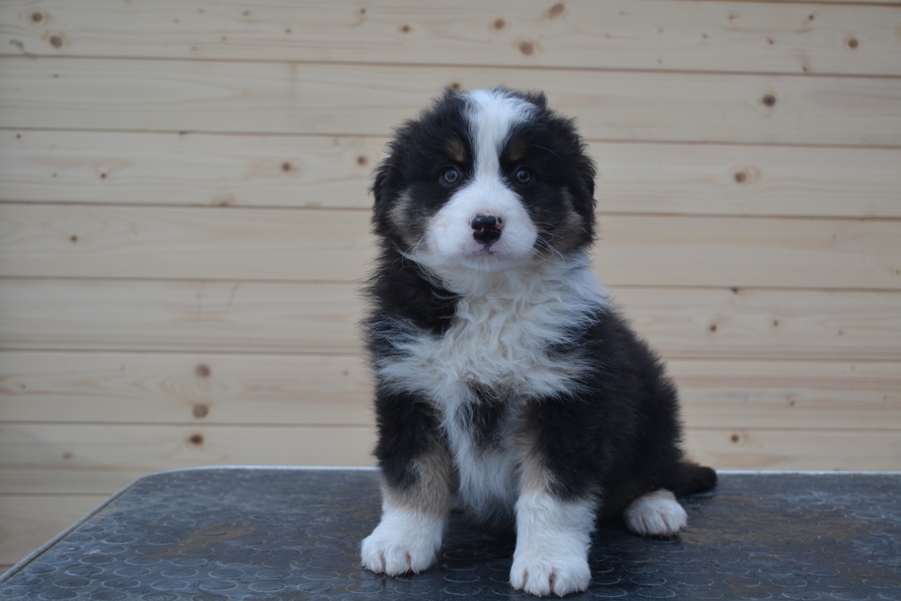 Between Two Nachos Last Sensation maleblack tricolor live in Estonia 