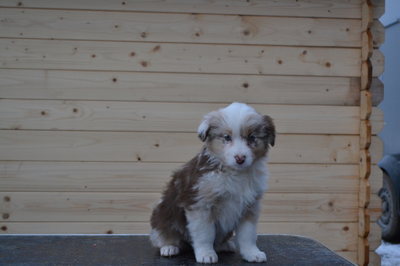 Blooming Beauty Last Sensation femalered merl live in Estonia 