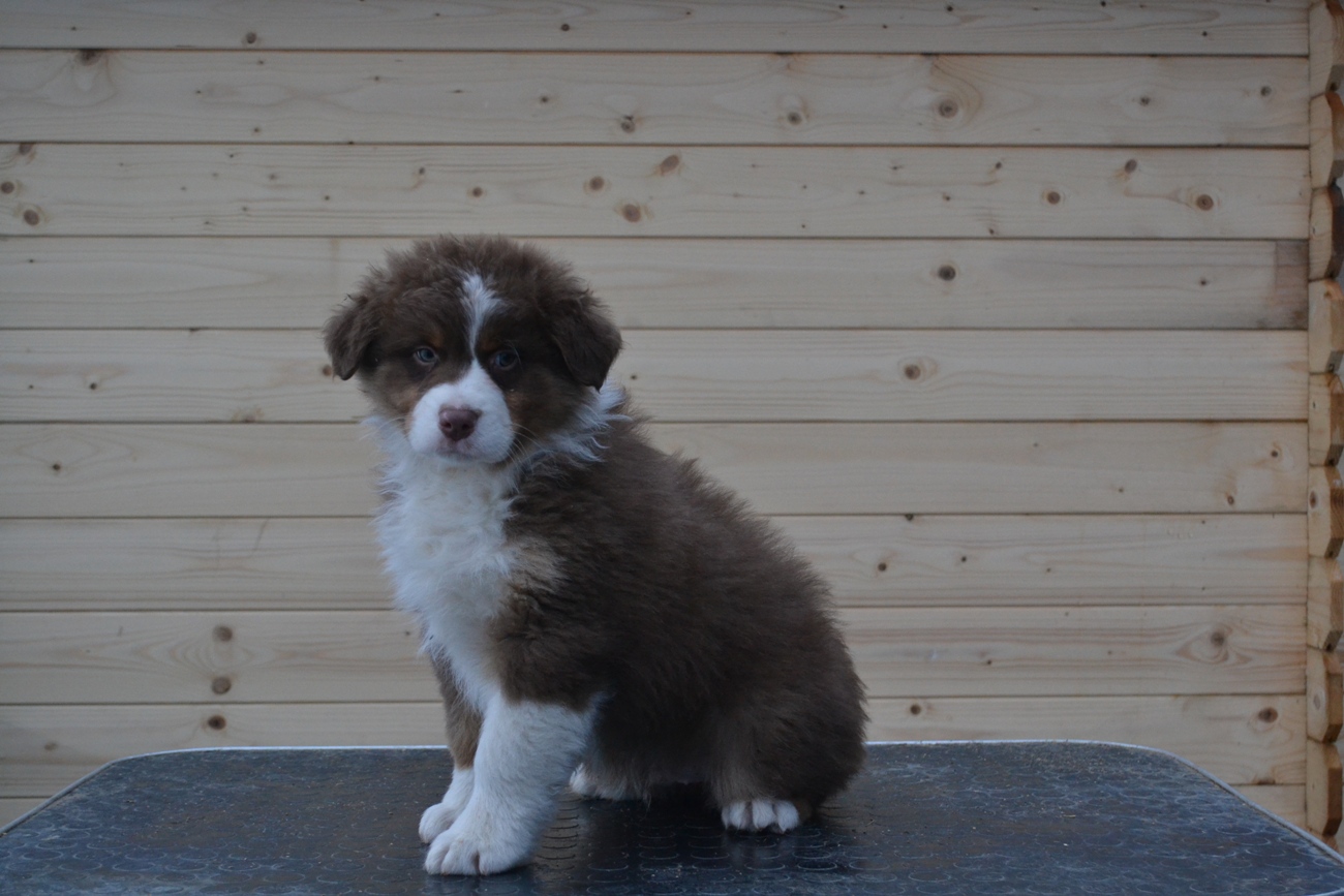 Bond James Bond Last Sensation malered tricolor live in Norway 