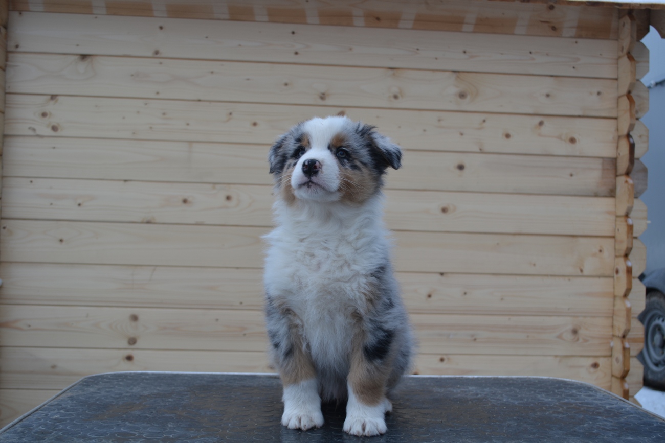Bouncing Pumpkin Last Sensation maleblue merle live in Finland 