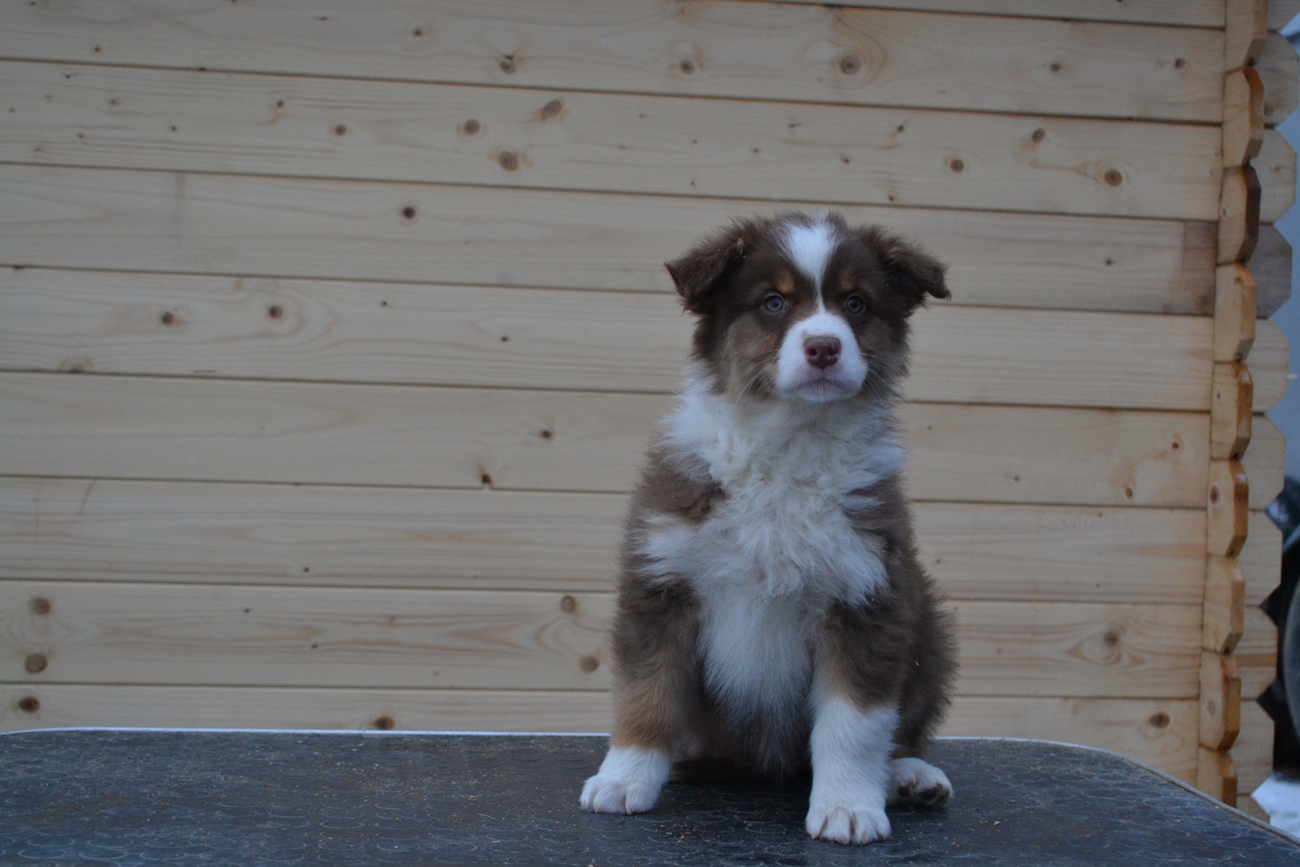Bumblebee Queen Last Sensation femalered tricolor live in Finland 