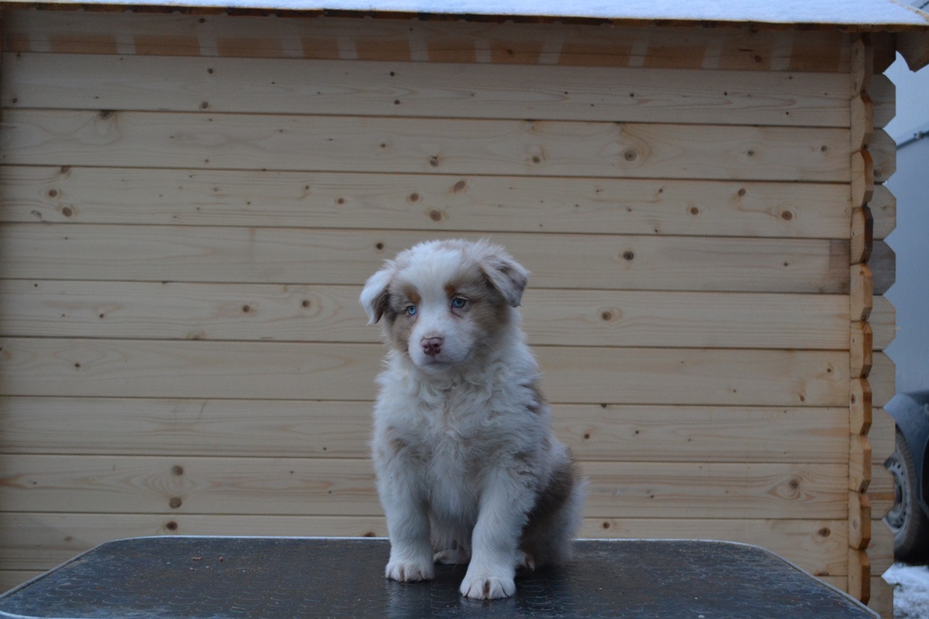 Butterscotch Last Sensation malered merle live in Lithuanian 