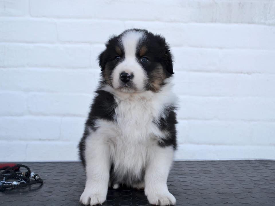 Call me Cuba Last Sensation maleblack tricolor live in Estonia 