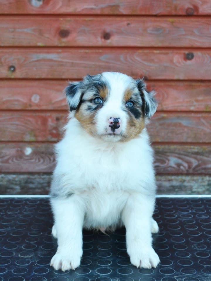 Chief el Chapo Last Sensation maleblue merle live in Estonia 