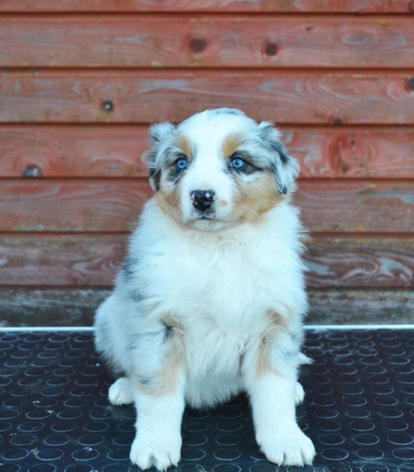 Color Blue Sparkle Last Sensation femaleblue merle live in Denmark 