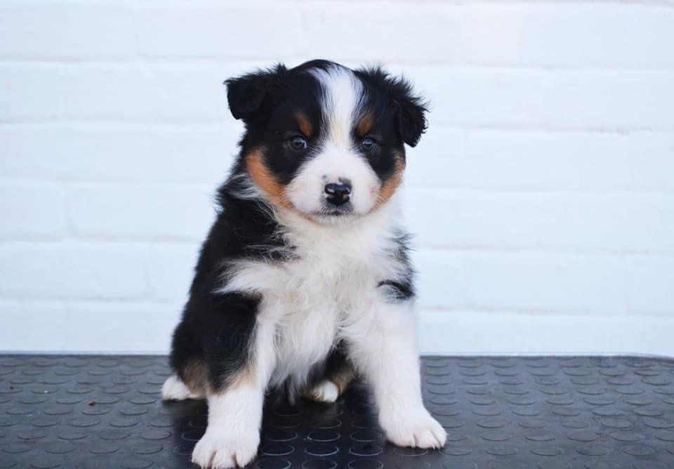 Cure me with Love Last Sensation maleblack tricolor live in Estonia 