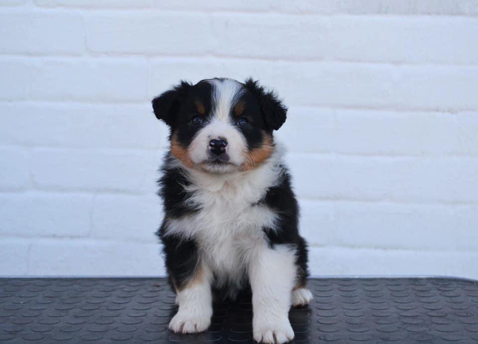 Cutipie Cara Last Sensation femaleblack tricolor live in Estonia 