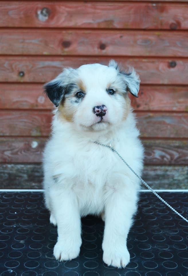 Cybele Hera Last Sensation femaleblue merle live in 
