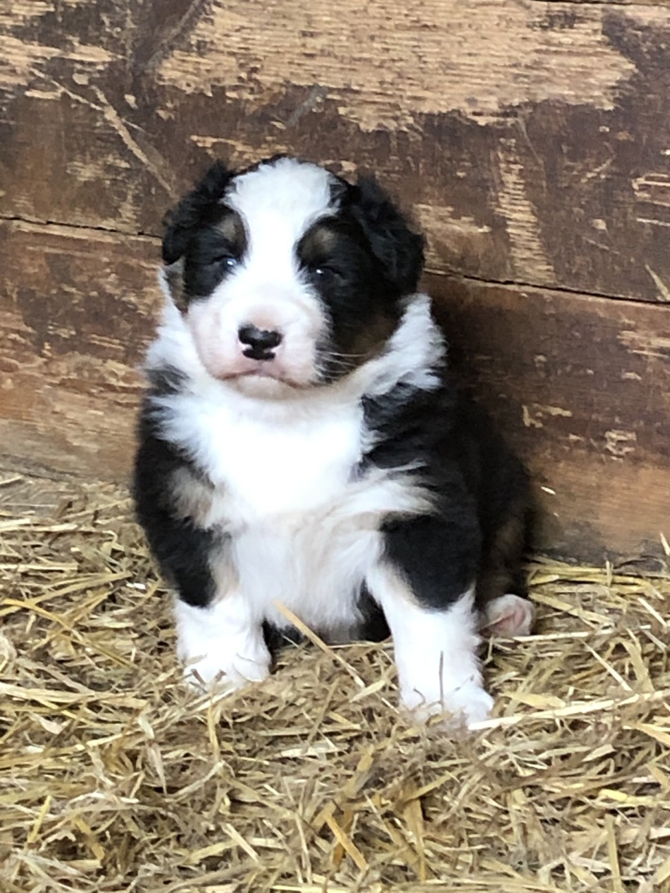 Dream Came True Last Sensation maleblack tricolor live in Finland 15.08.2020