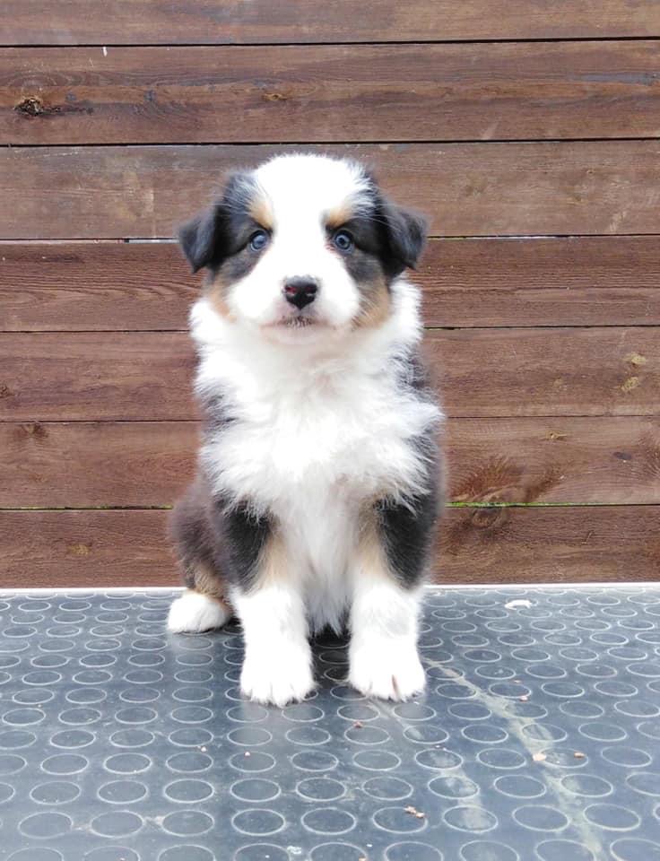 Electric Blackberry Last Sensation femaleblack tricolor live in Estonia 