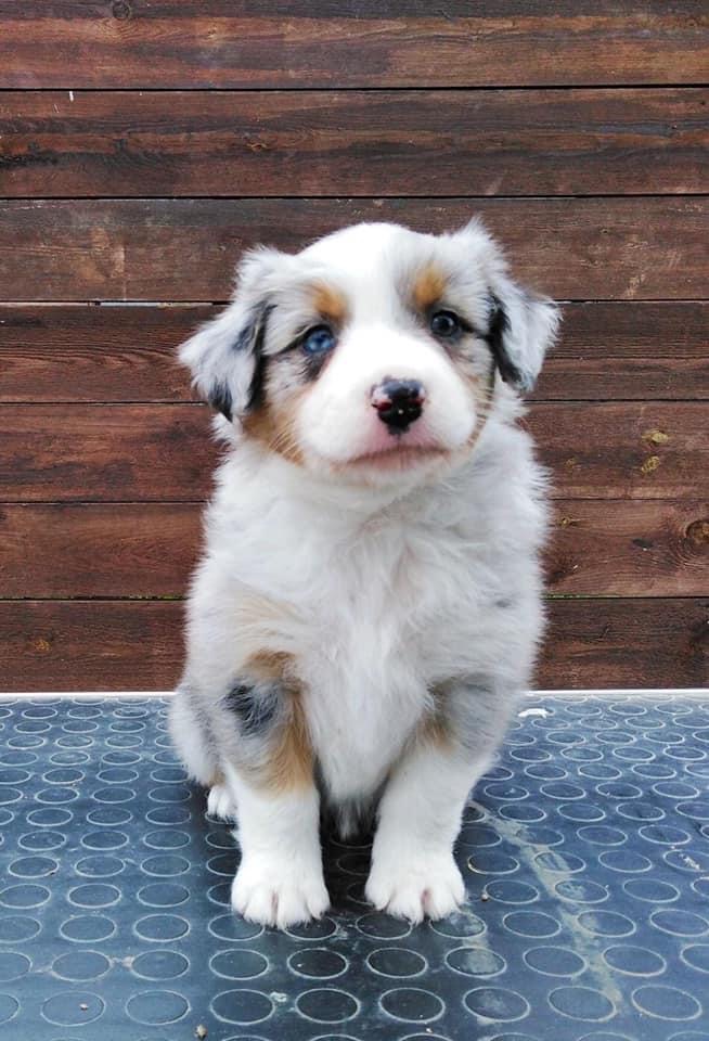 Elegant Moon Cookies Last Sensation femaleblue merle live in Estonia 