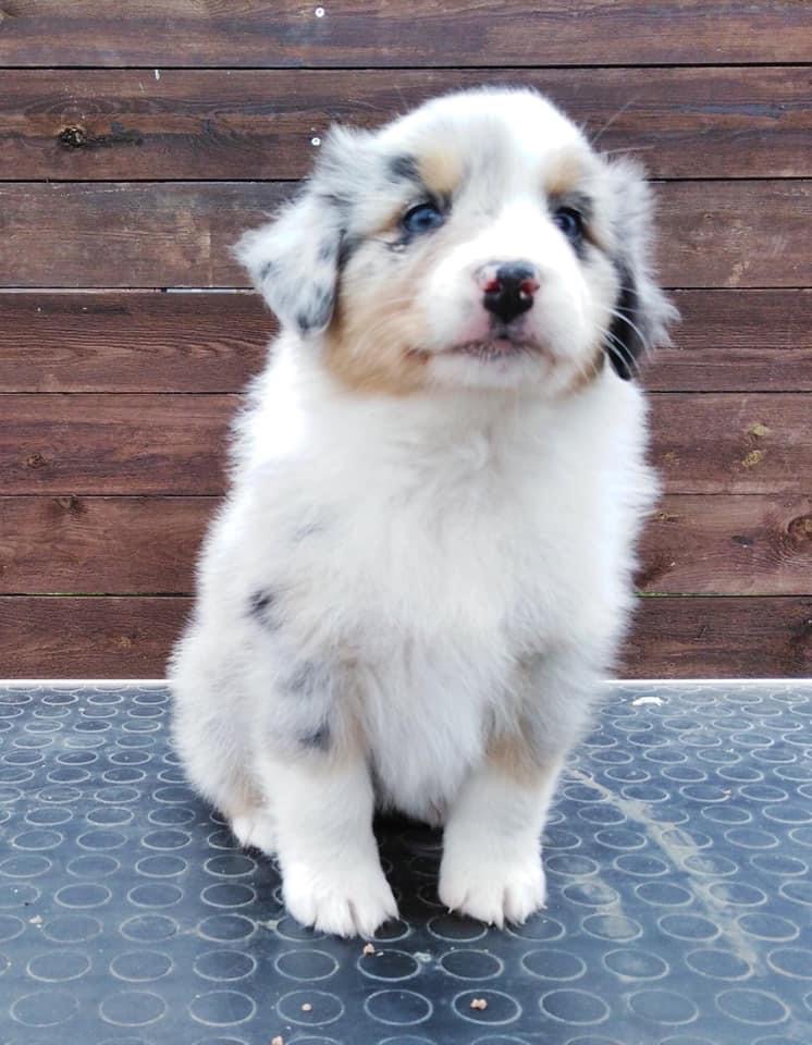 Elegantly Sassy Last Sensation femaleblue merle live in Estonia 