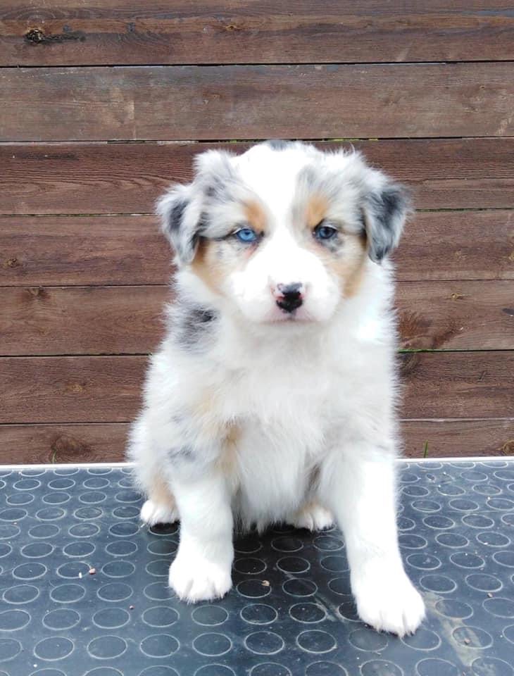 Elmos Mightmare Last Sensation femaleblue merle live in Finland 