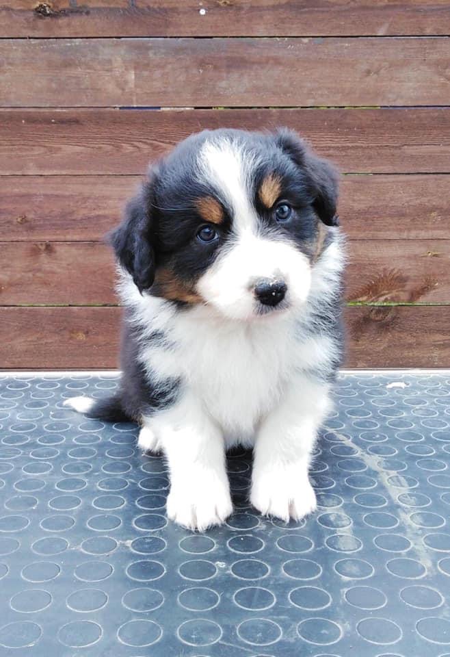 Epic Beauty Last Sensation femaleblack tricolor live in Finland 