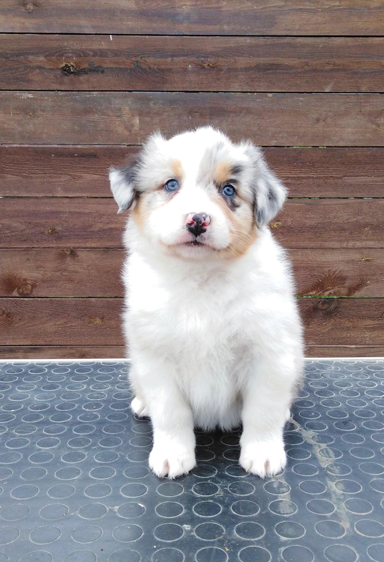 Every Little Thing Last Sensation femaleblue merle live in Finland 