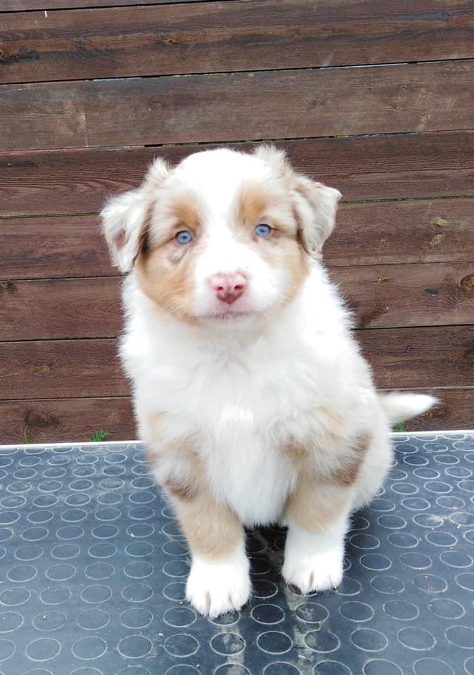 Rufus Last Sensation malered merle live in Estonia 